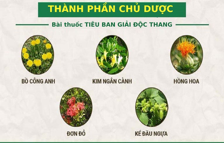 Bài thuốc Tiêu ban Giải độc thang kết hợp nhiều vị thuốc Nam bản địa