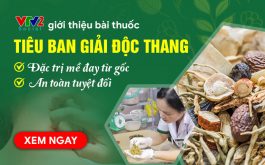 VTV2 đưa tin bài thuốc Tiêu ban Giải độc thang đặc trị mề đay mẩn ngứa